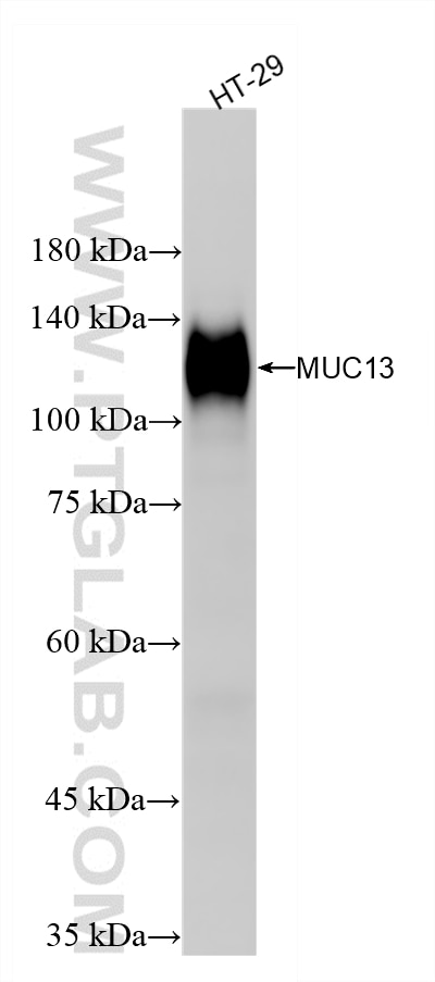 Western Blot (WB) analysis of HT-29 cells using MUC13 Recombinant monoclonal antibody (87107-2-RR)