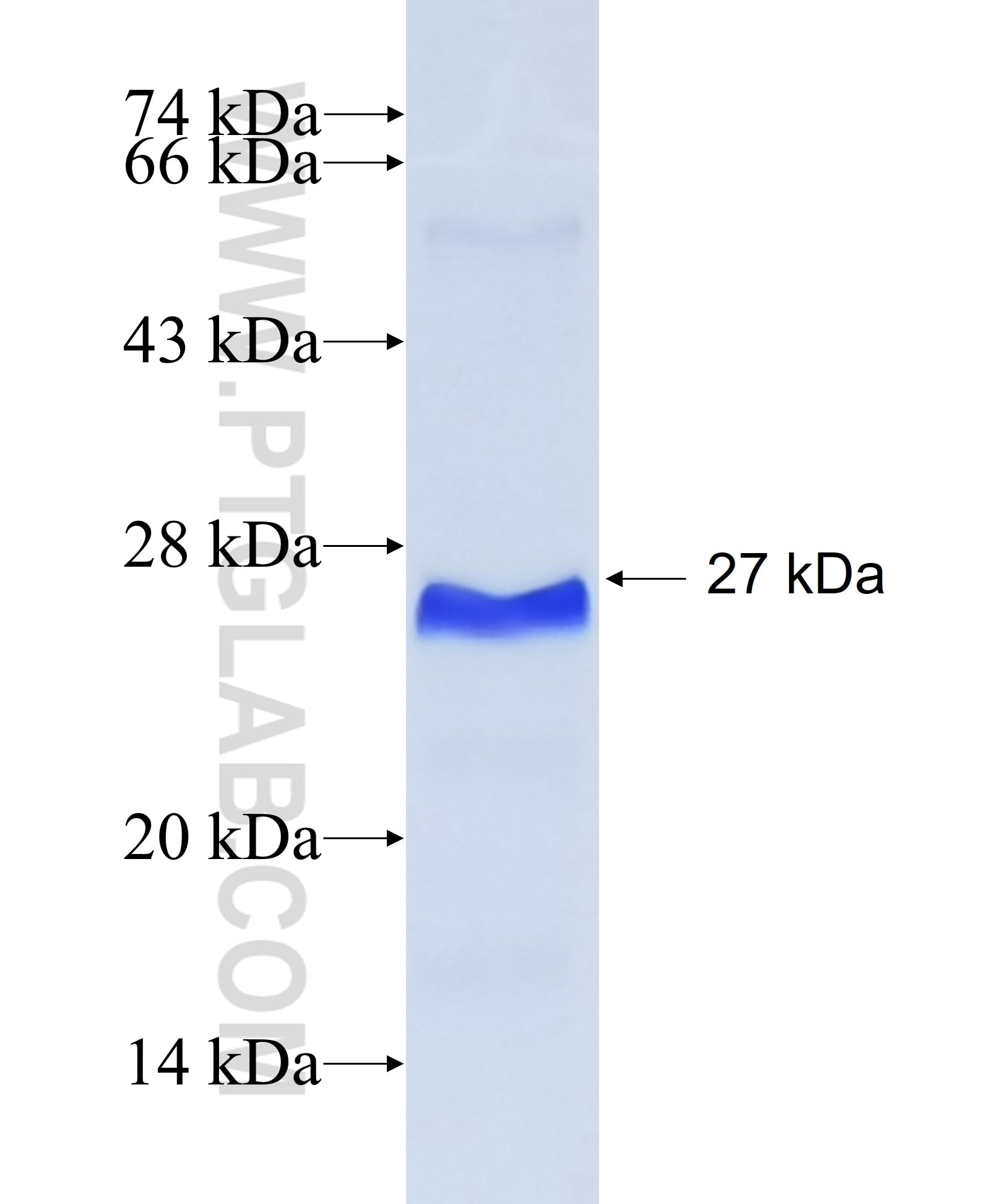 MUC13 fusion protein Ag31114 SDS-PAGE