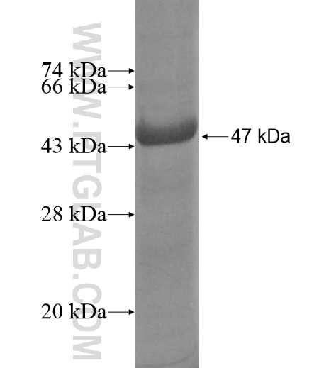 MUC15 fusion protein Ag13592 SDS-PAGE