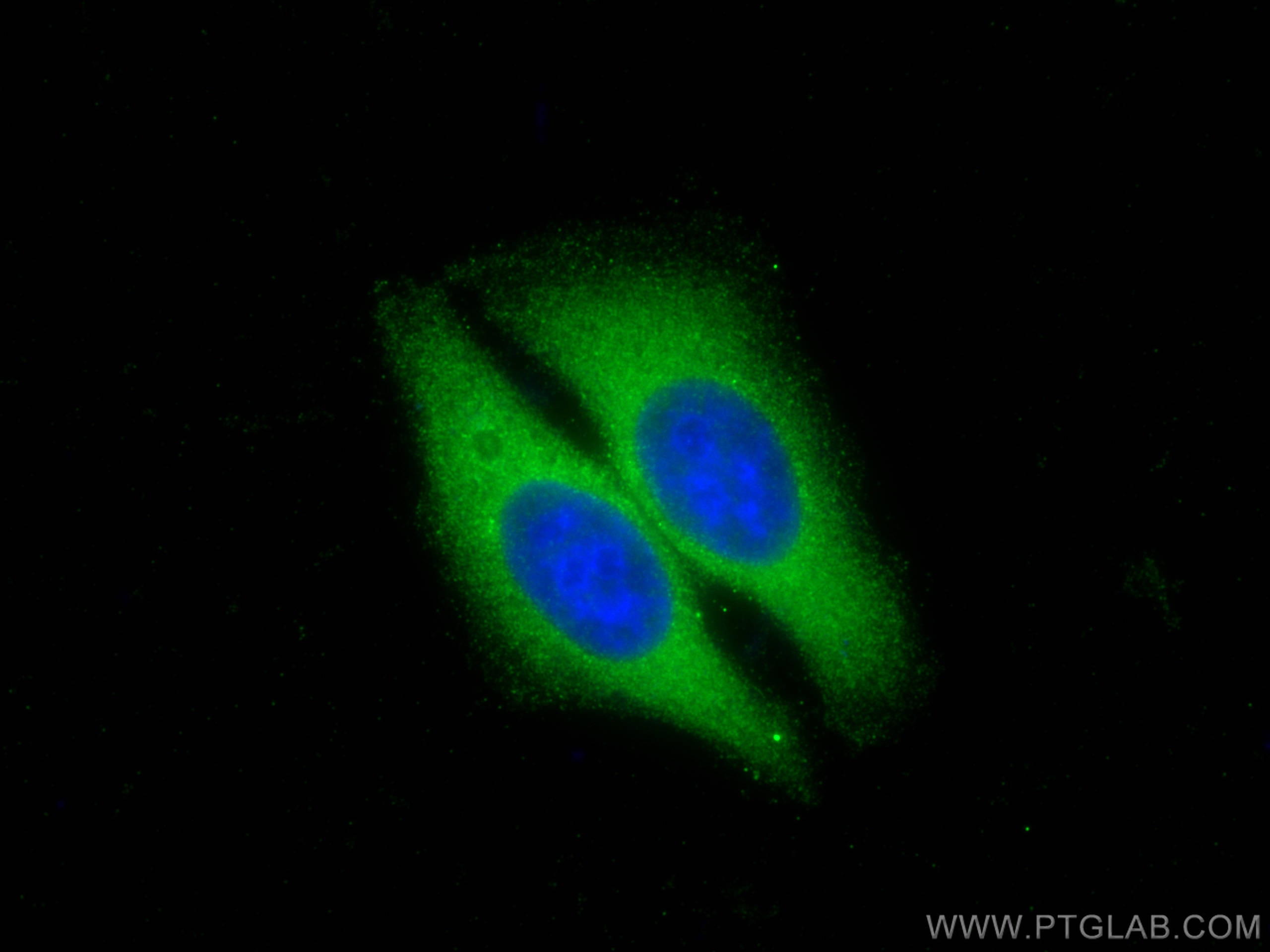 Immunofluorescence (IF) / fluorescent staining of HepG2 cells using MUC2 Polyclonal antibody (27675-1-AP)
