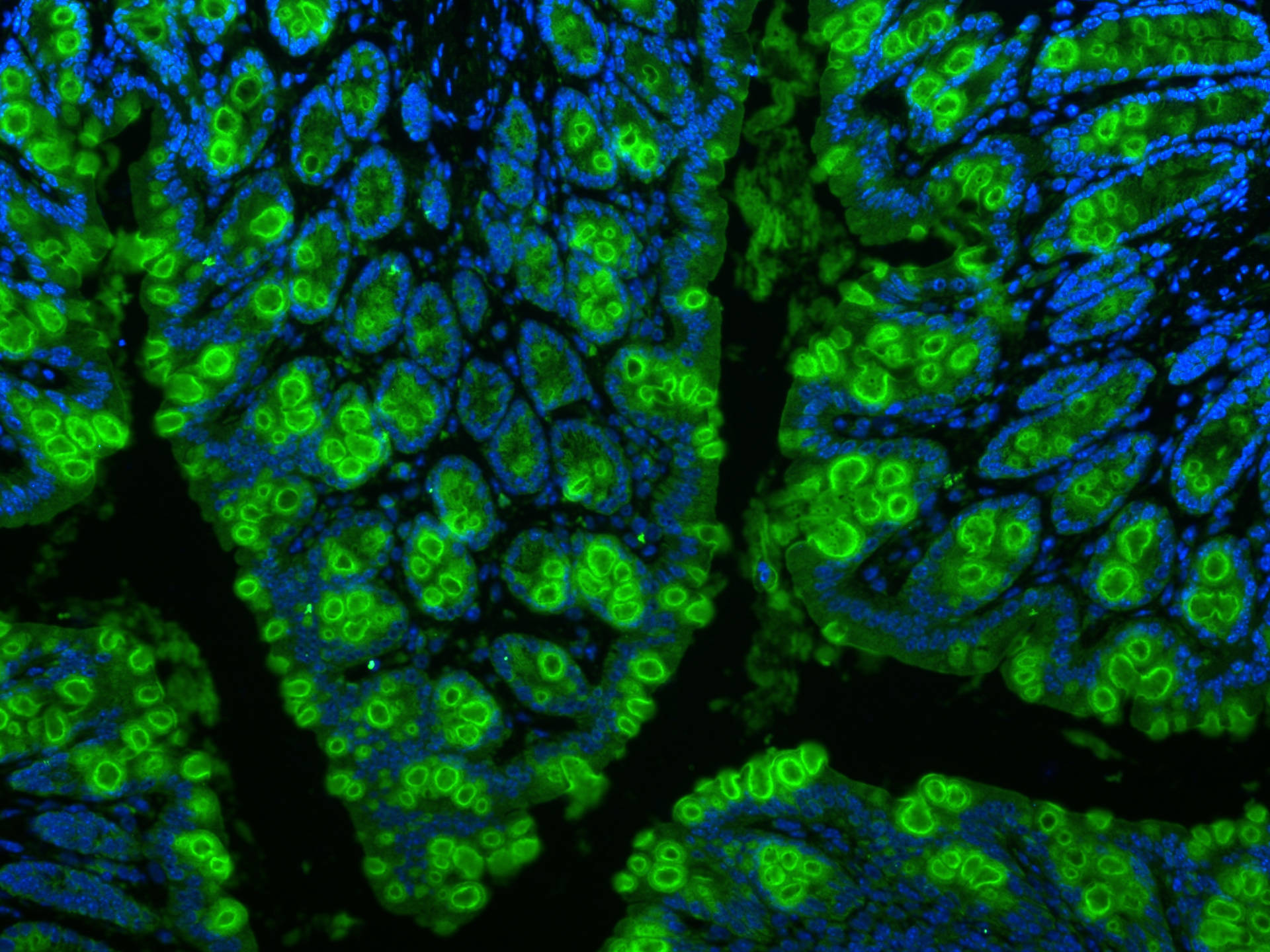 Immunofluorescence (IF) / fluorescent staining of mouse colon tissue using MUC2 Polyclonal antibody (27675-1-AP)