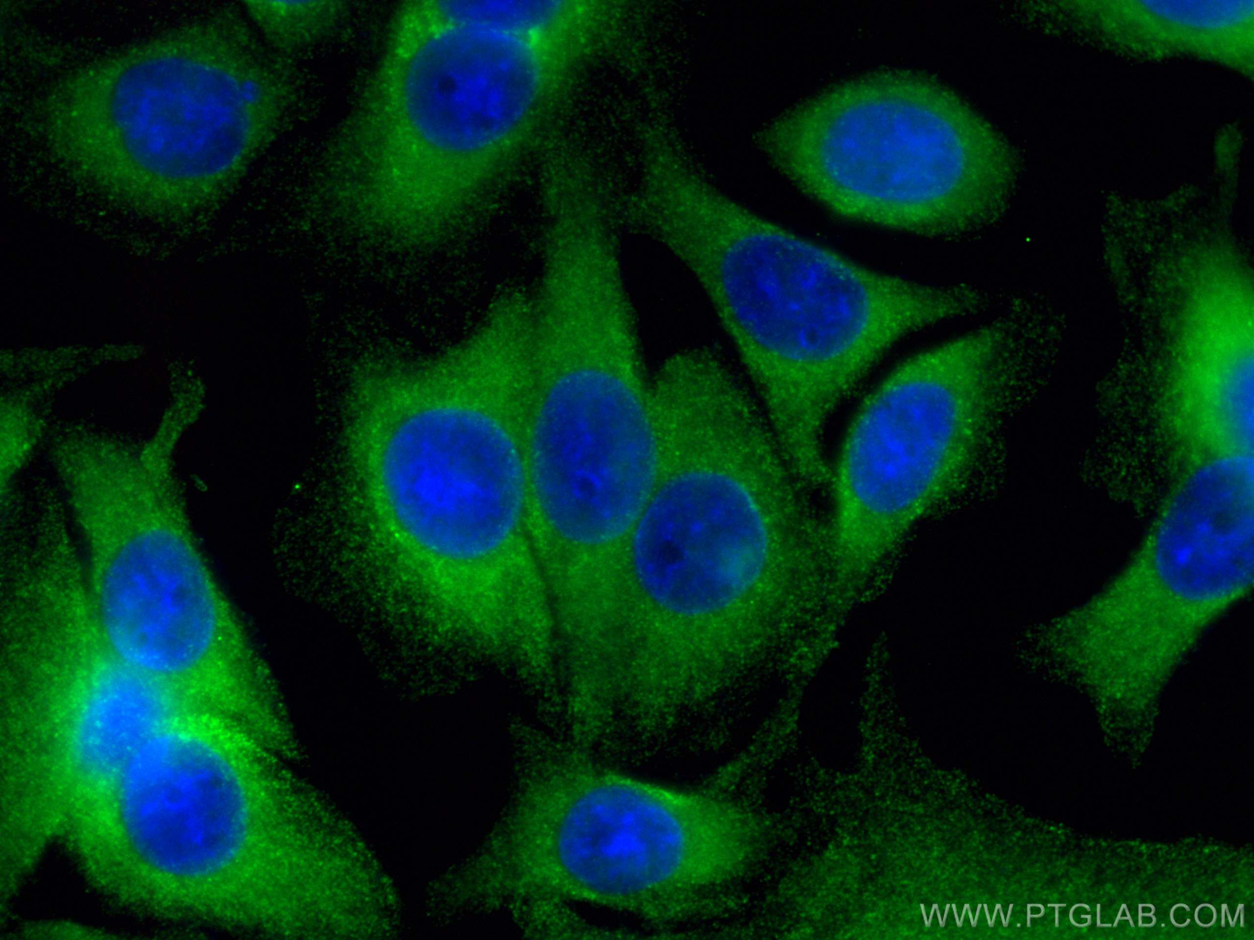 Immunofluorescence (IF) / fluorescent staining of SW480 cells using MUC2 Polyclonal antibody (27675-1-AP)