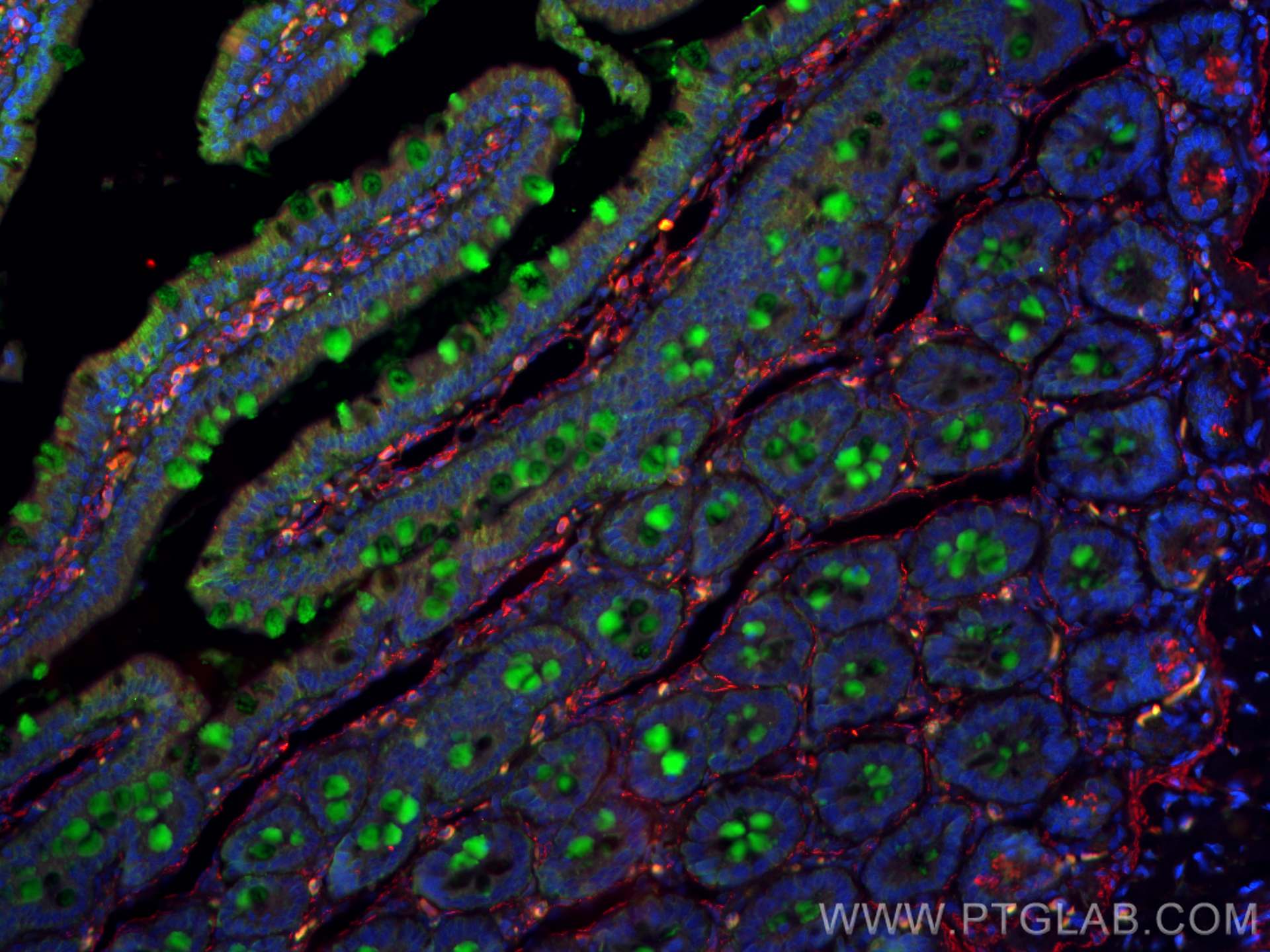 Immunofluorescence (IF) / fluorescent staining of rat small intestine tissue using MUC2 Polyclonal antibody (27675-1-AP)