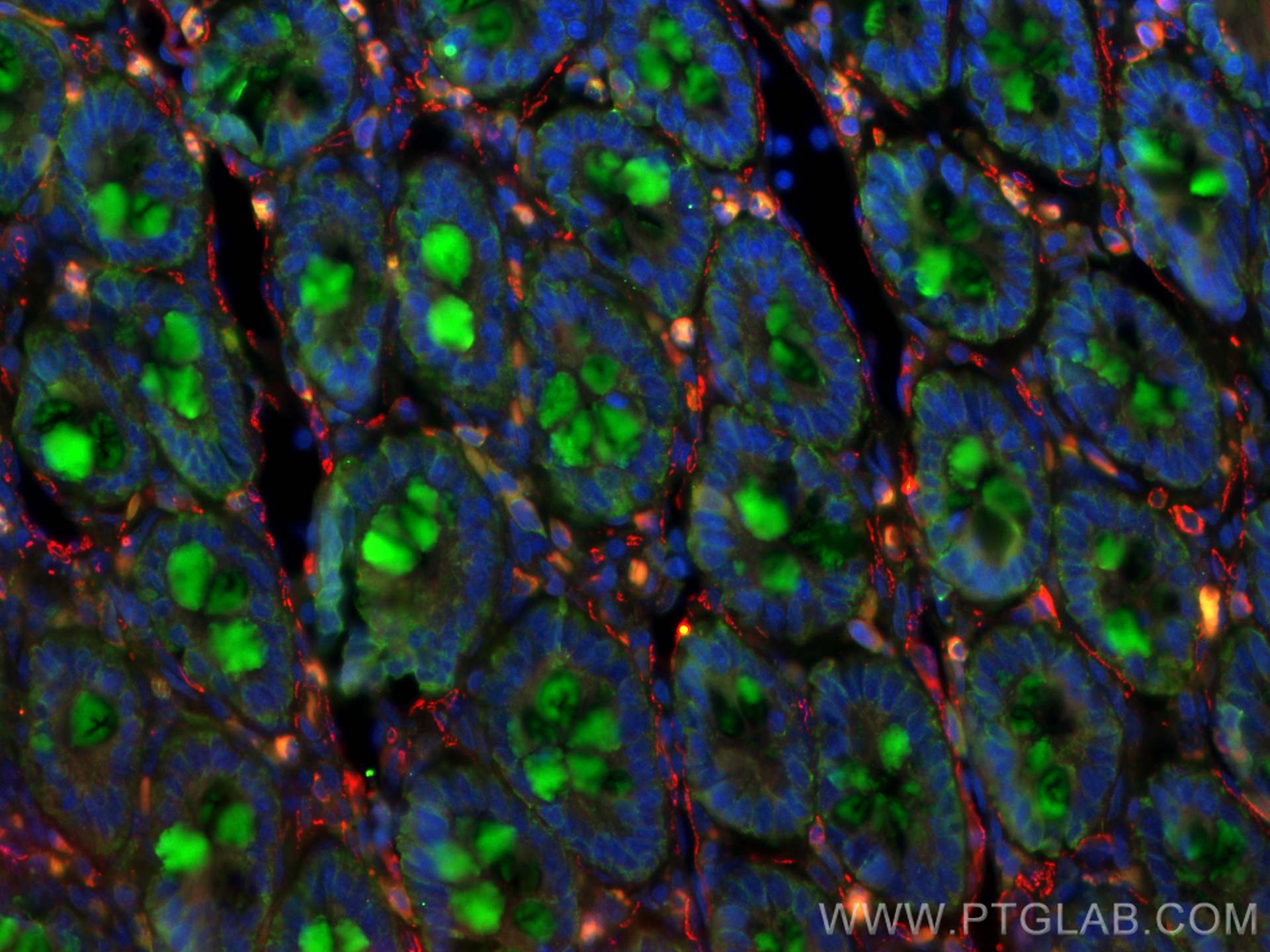 Immunofluorescence (IF) / fluorescent staining of rat small intestine tissue using MUC2 Polyclonal antibody (27675-1-AP)
