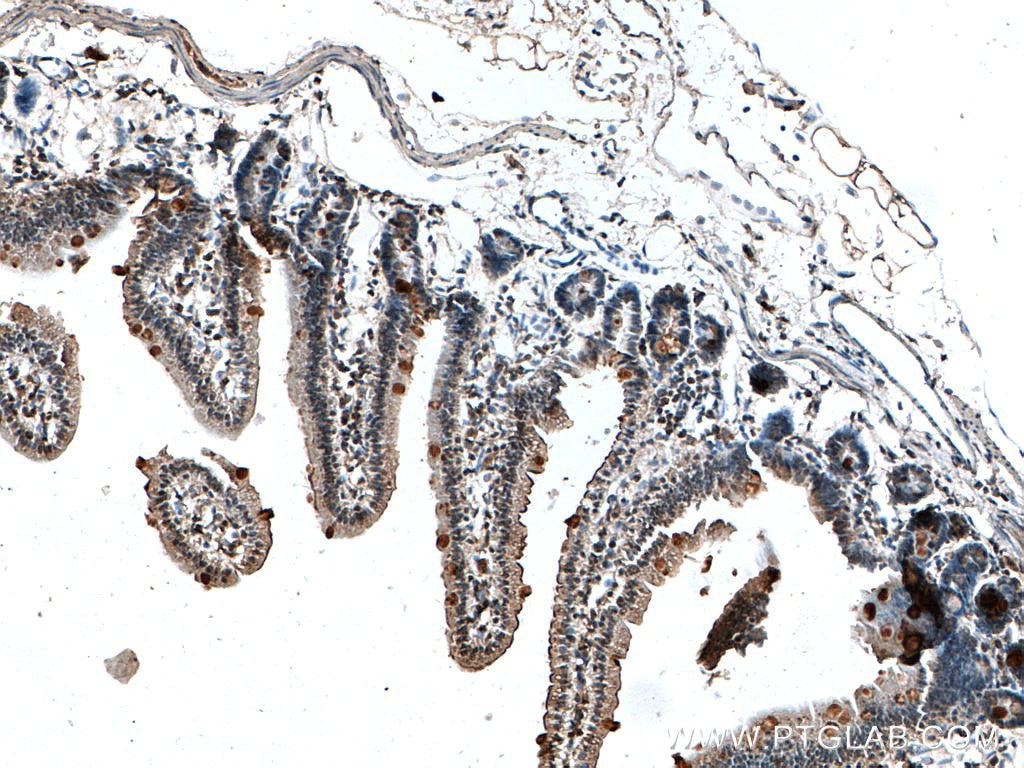 Immunohistochemistry (IHC) staining of mouse small intestine tissue using MUC2 Polyclonal antibody (27675-1-AP)