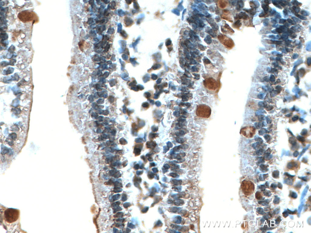 Immunohistochemistry (IHC) staining of mouse small intestine tissue using MUC2 Polyclonal antibody (27675-1-AP)