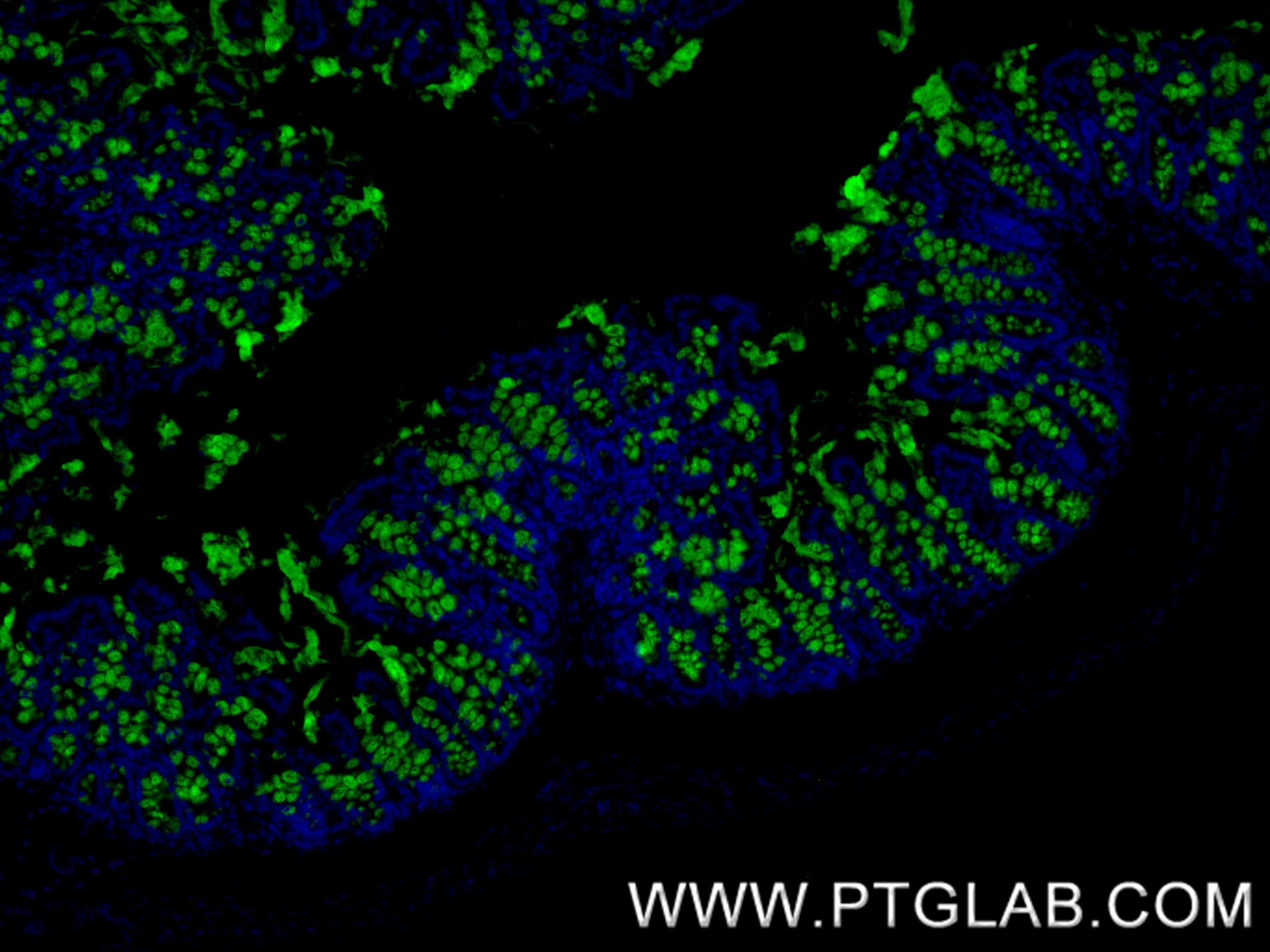 Immunofluorescence (IF) / fluorescent staining of mouse colon tissue using MUC2 Recombinant monoclonal antibody (82792-2-RR)