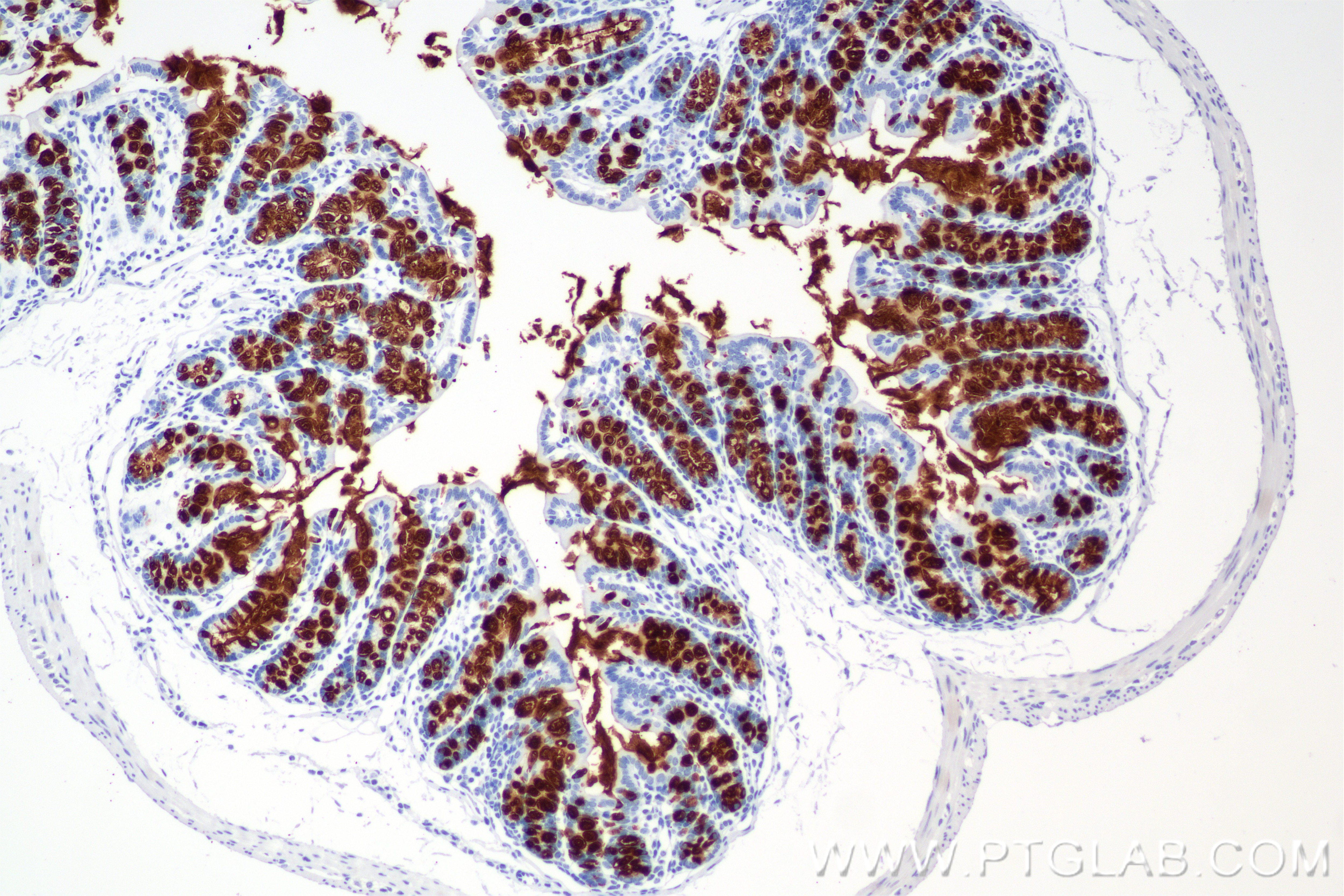 Immunohistochemistry (IHC) staining of mouse colon tissue using MUC2 Recombinant monoclonal antibody (82792-2-RR)
