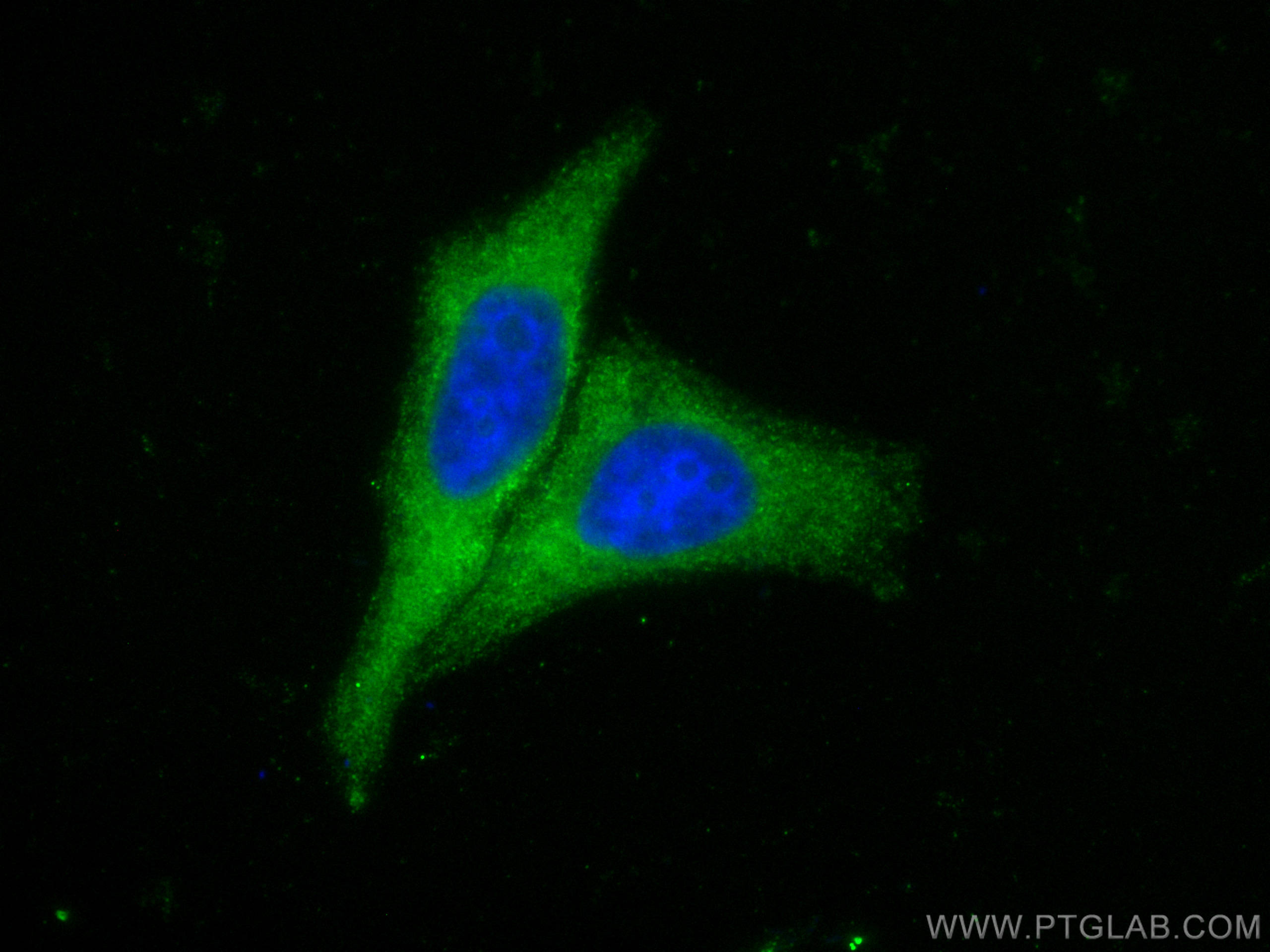 Immunofluorescence (IF) / fluorescent staining of HepG2 cells using CoraLite® Plus 488-conjugated MUC2 Polyclonal anti (CL488-27675)