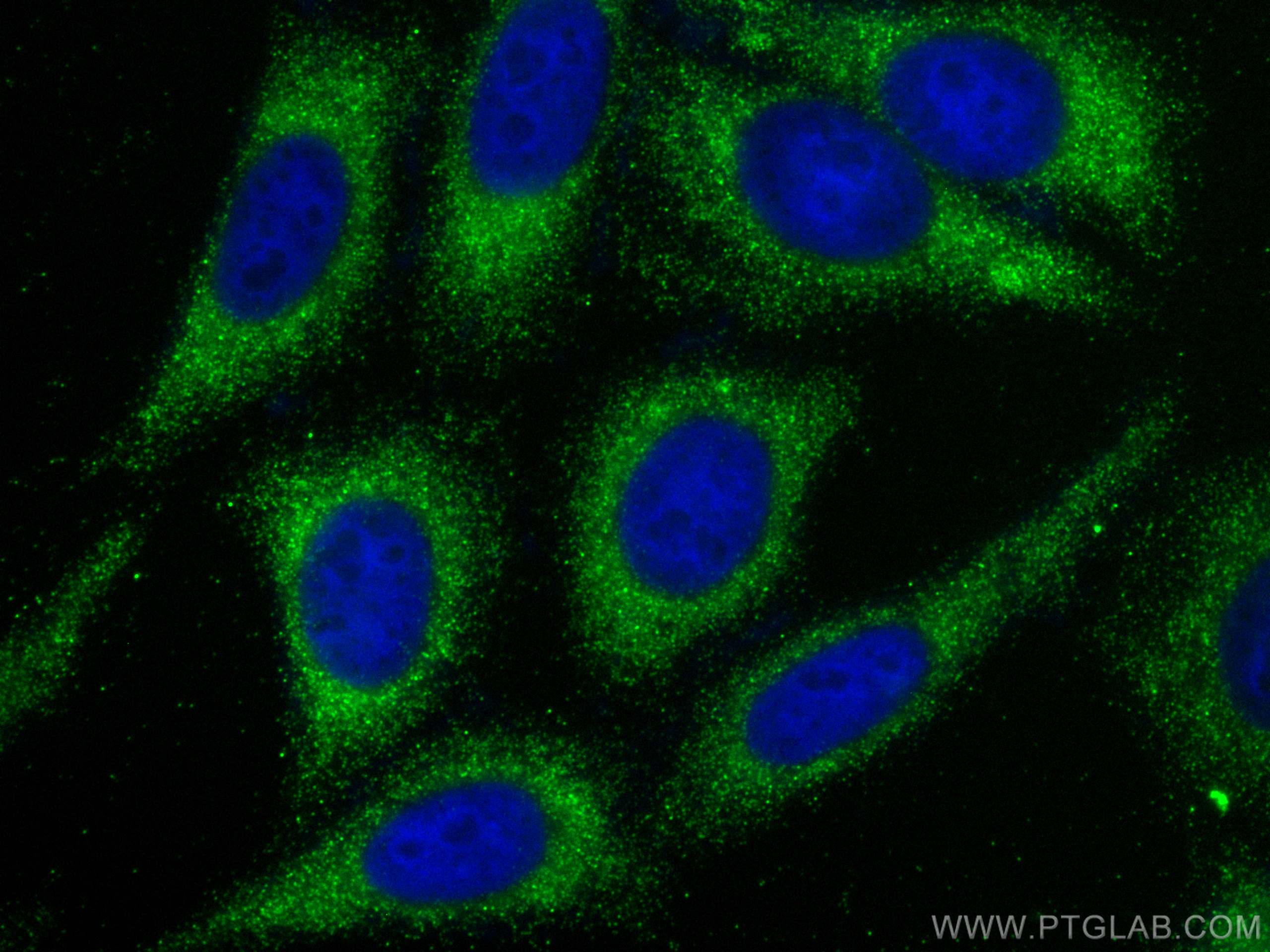 Immunofluorescence (IF) / fluorescent staining of HepG2 cells using MUC20 Polyclonal antibody (30457-1-AP)