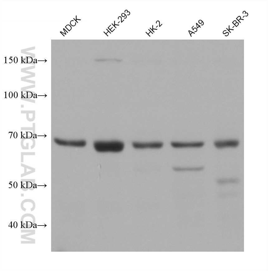 Western Blot (WB) analysis of various lysates using MUC20 Monoclonal antibody (68714-1-Ig)