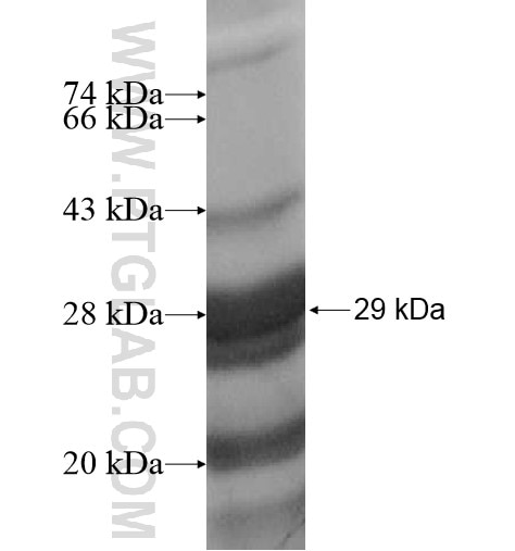 MUC21 fusion protein Ag16003 SDS-PAGE