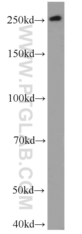 MUC4 Polyclonal antibody