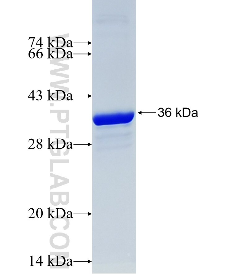 MUC7 fusion protein Ag24216 SDS-PAGE