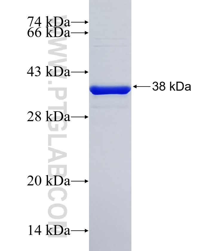 MUCL1 fusion protein Ag16473 SDS-PAGE