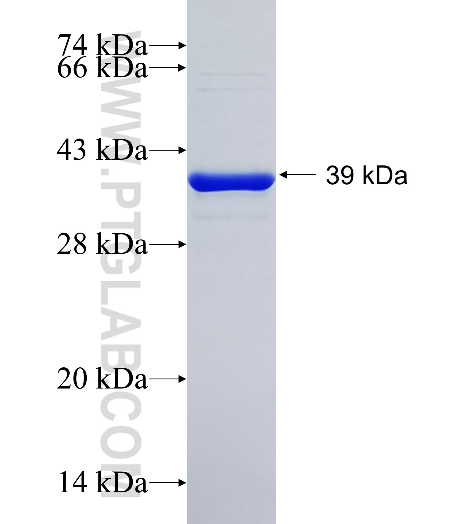 MUCL1 fusion protein Ag16473 SDS-PAGE