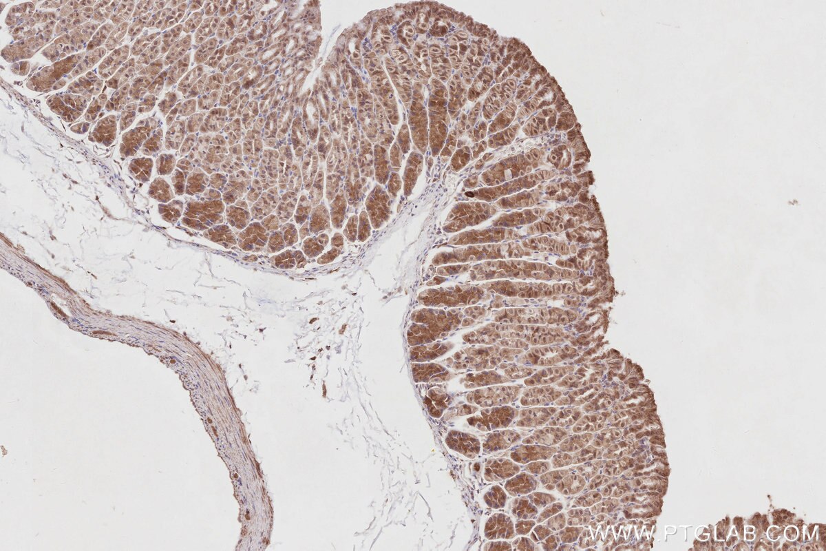 Immunohistochemistry (IHC) staining of mouse stomach tissue using MUDENG Polyclonal antibody (26567-1-AP)