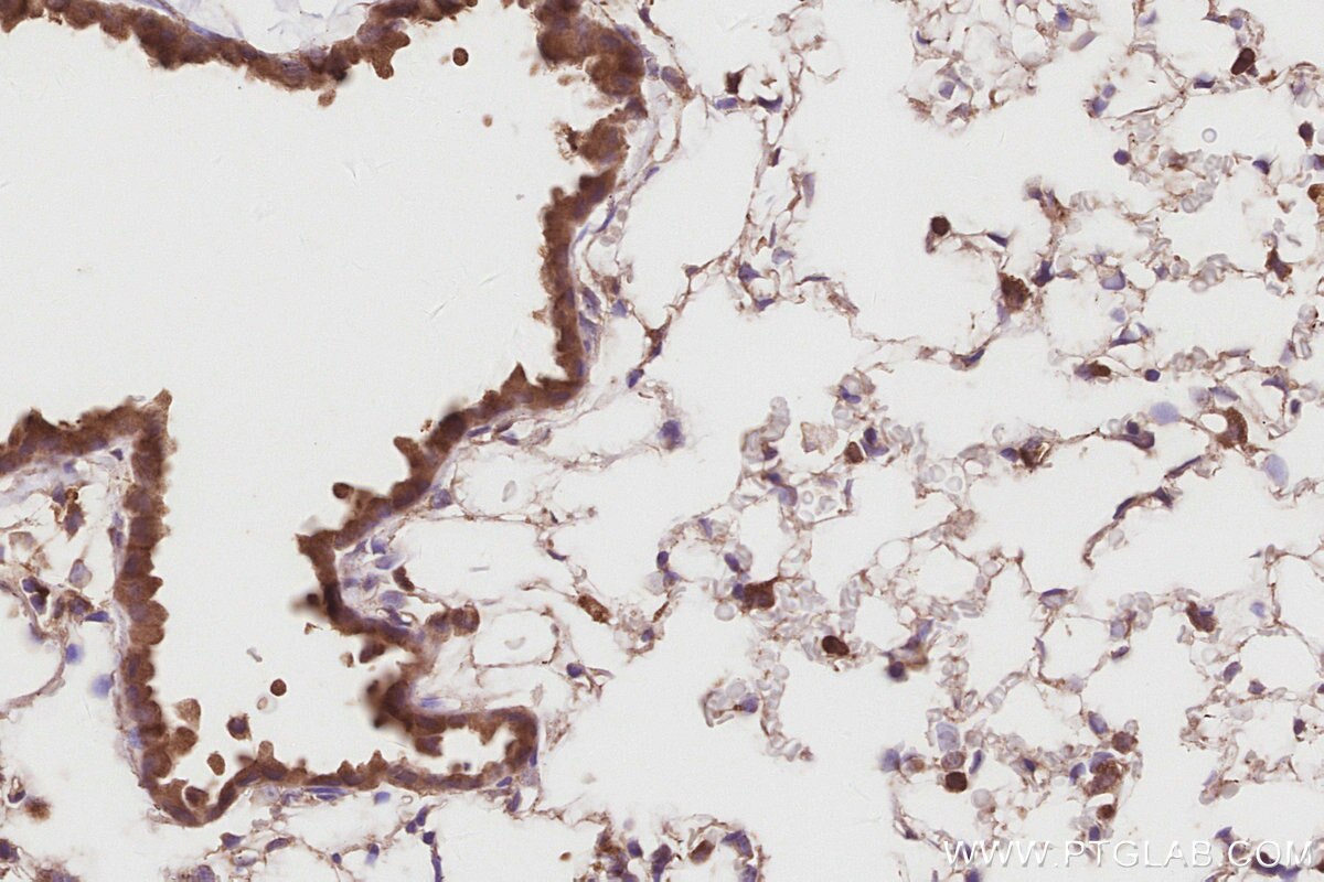 Immunohistochemistry (IHC) staining of mouse lung tissue using MUDENG Polyclonal antibody (26567-1-AP)