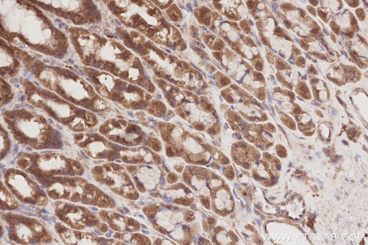 Immunohistochemistry (IHC) staining of rat stomach tissue using MUDENG Polyclonal antibody (26567-1-AP)
