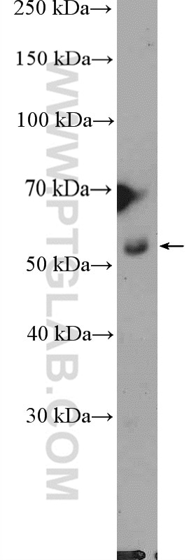 Western Blot (WB) analysis of HL-60 cells using MUDENG Polyclonal antibody (26567-1-AP)