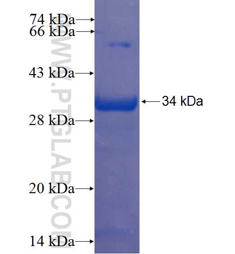 MUDENG fusion protein Ag23486 SDS-PAGE
