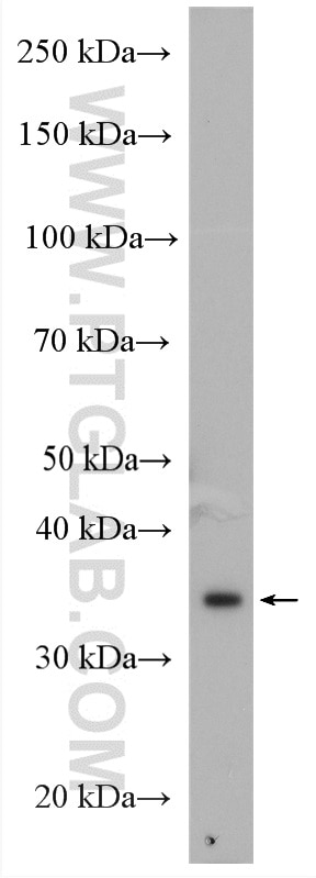 Western Blot (WB) analysis of HeLa cells using MUL1 Polyclonal antibody (16133-1-AP)