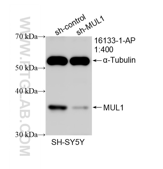 Western Blot (WB) analysis of SH-SY5Y cells using MUL1 Polyclonal antibody (16133-1-AP)