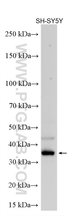 WB analysis using 16133-1-AP Western Blot (WB) analysis of various lysates using MUL1 Polyclonal antibody (16133-1-AP)