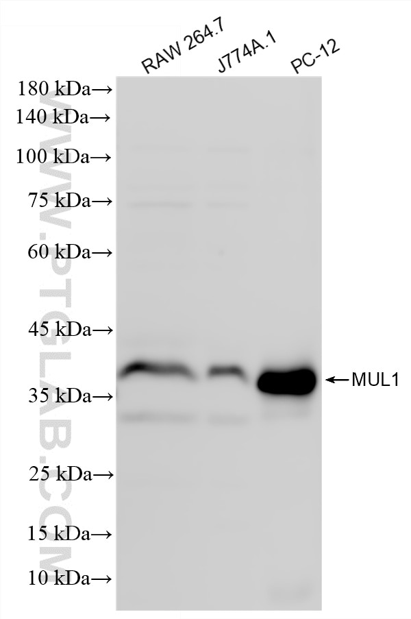 Western Blot (WB) analysis of various lysates using MUL1 Recombinant monoclonal antibody (87235-1-RR)