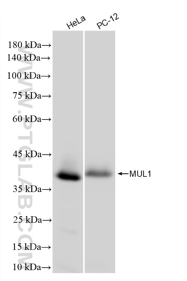 Western Blot (WB) analysis of various lysates using MUL1 Recombinant monoclonal antibody (87235-1-RR)