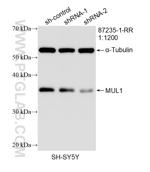 Western Blot (WB) analysis of SH-SY5Y cells using MUL1 Recombinant monoclonal antibody (87235-1-RR)