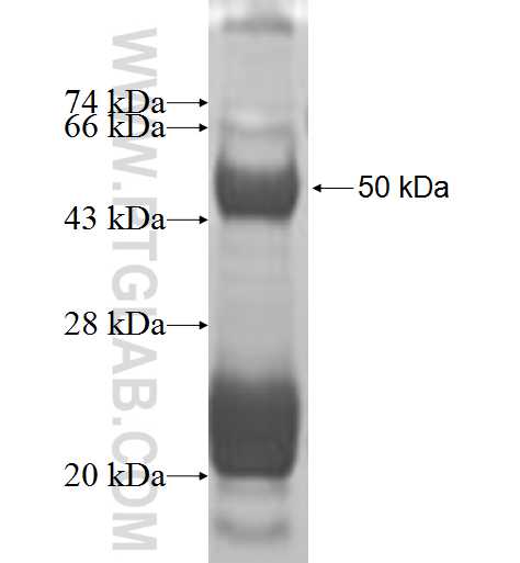 MUL1 fusion protein Ag9119 SDS-PAGE