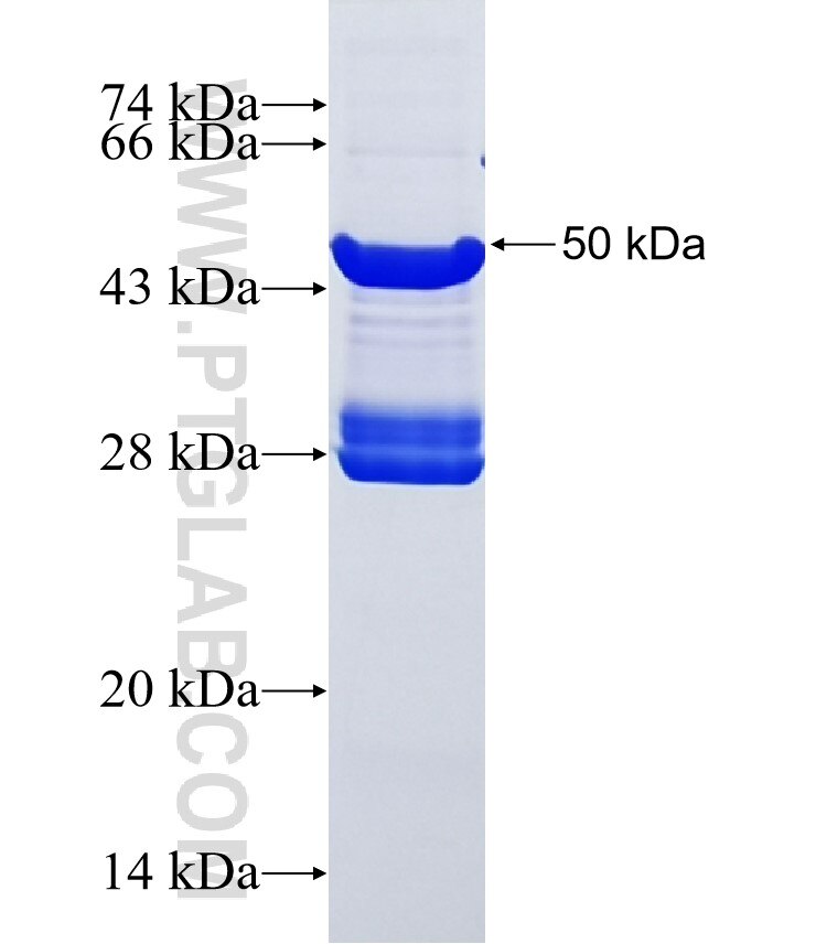 MUL1 fusion protein Ag9119 SDS-PAGE