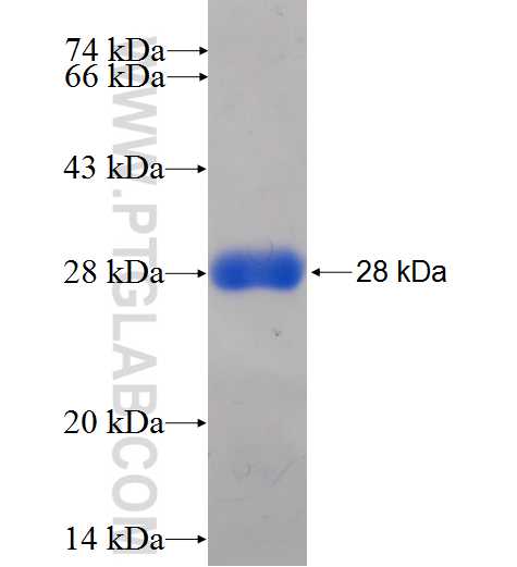 MUL1 fusion protein Ag9391 SDS-PAGE