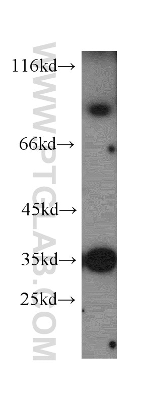 Western Blot (WB) analysis of HT-1080 cells using MUM1 Polyclonal antibody (12682-1-AP)