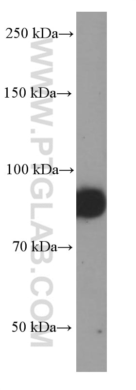 Western Blot (WB) analysis of Jurkat cells using MUM1 Monoclonal antibody (60353-1-Ig)