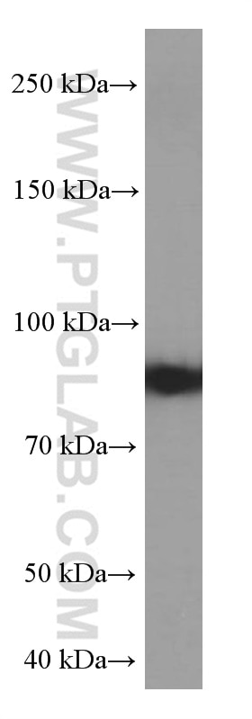 Western Blot (WB) analysis of HEK-293 cells using MUM1 Monoclonal antibody (60353-1-Ig)