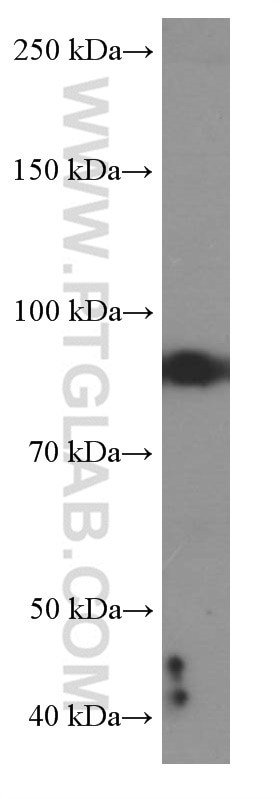 Western Blot (WB) analysis of A375 cells using MUM1 Monoclonal antibody (60353-1-Ig)