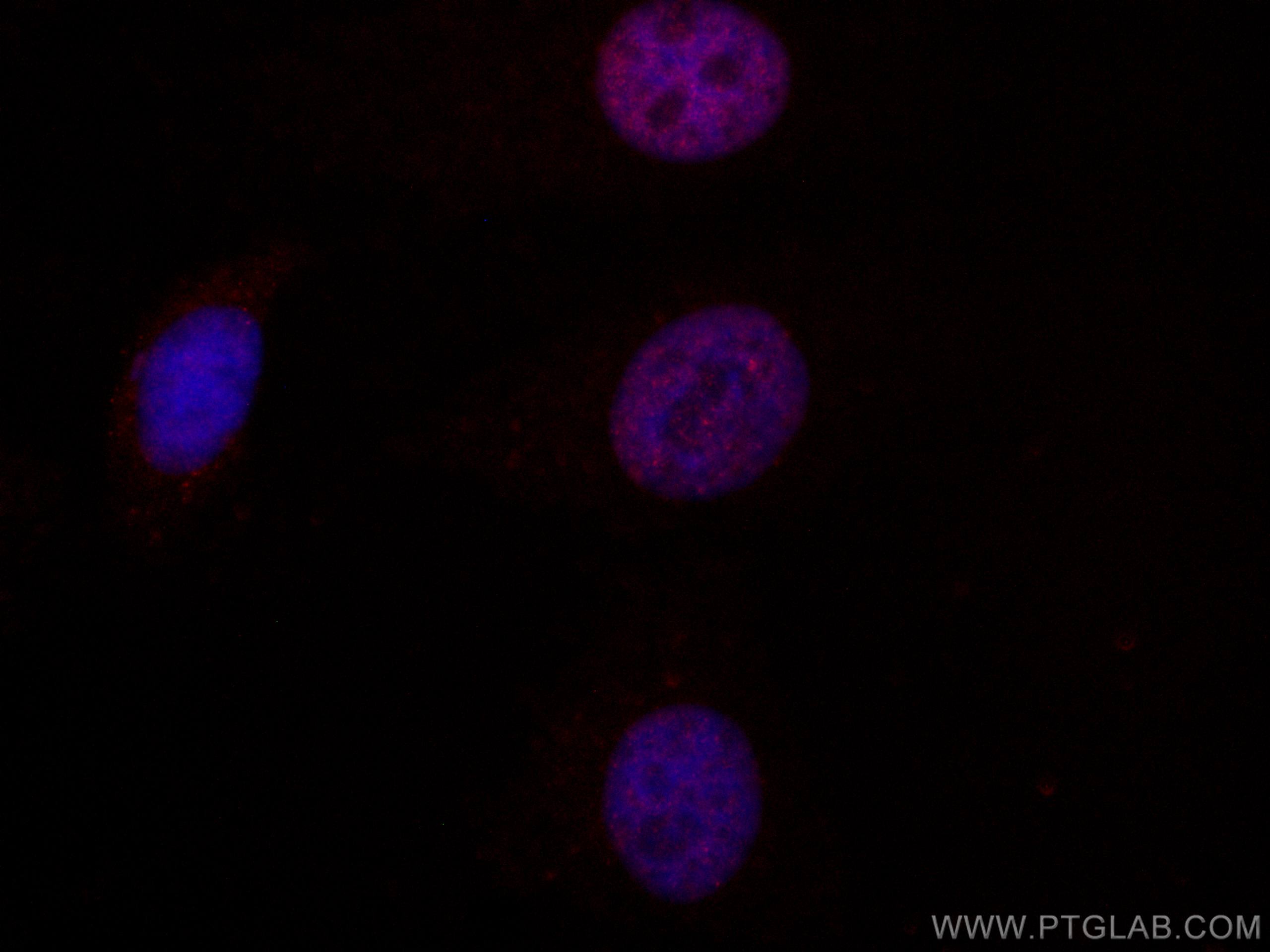 Immunofluorescence (IF) / fluorescent staining of HeLa cells using CoraLite®594-conjugated MUM1 Monoclonal antibody (CL594-60353)