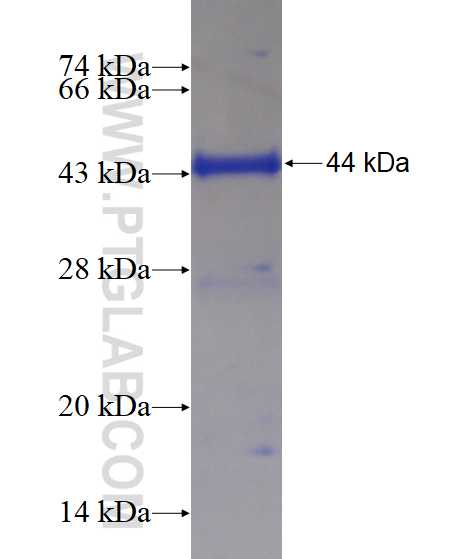 MUM1 fusion protein Ag3371 SDS-PAGE