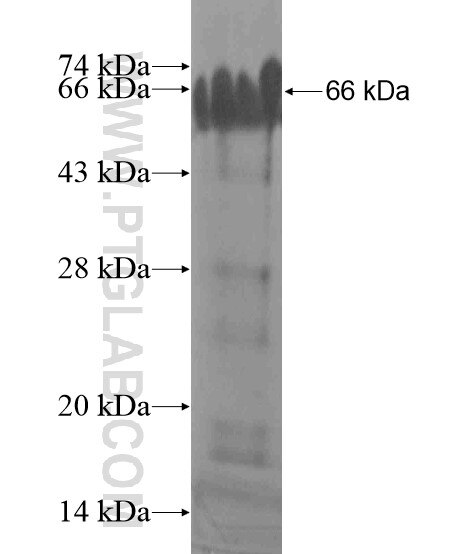 MUM1L1 fusion protein Ag20621 SDS-PAGE
