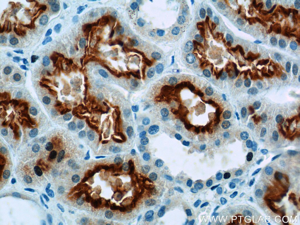 Immunohistochemistry (IHC) staining of human kidney tissue using MUPCDH Polyclonal antibody (25619-1-AP)