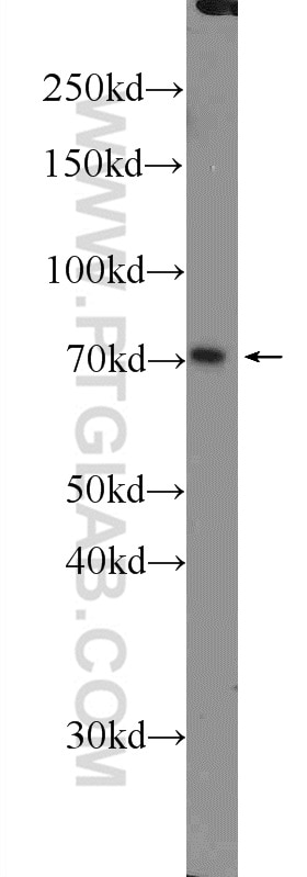 Western Blot (WB) analysis of HEK-293 cells using MUPCDH Polyclonal antibody (25619-1-AP)