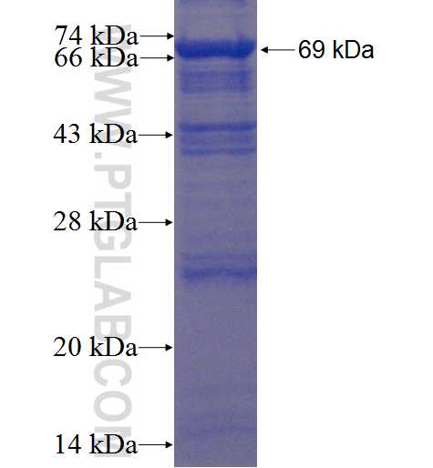 MUPCDH fusion protein Ag22537 SDS-PAGE