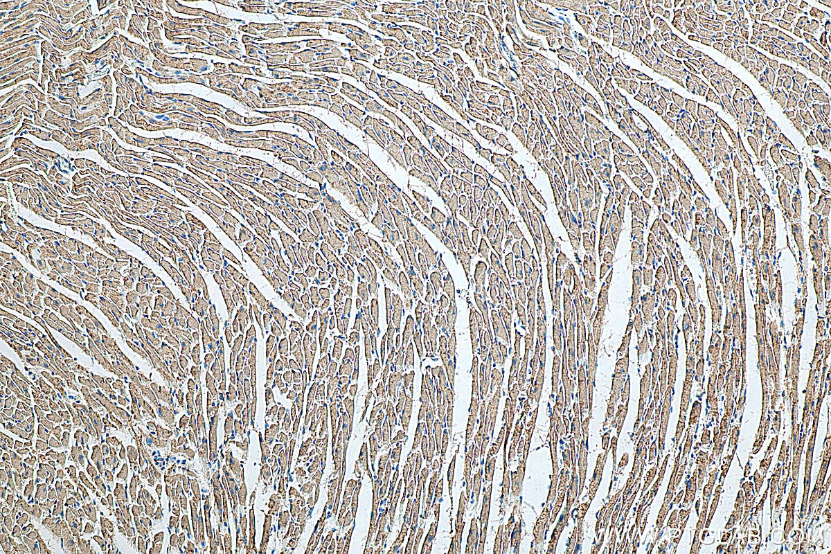 Immunohistochemistry (IHC) staining of mouse heart tissue using MURC Polyclonal antibody (55464-1-AP)