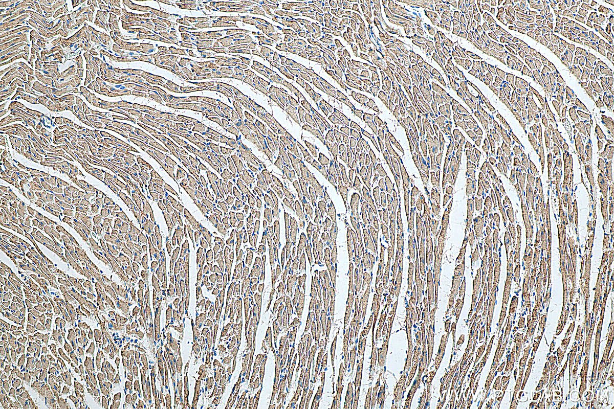 Immunohistochemistry (IHC) staining of mouse heart tissue using MURC Polyclonal antibody (55464-1-AP)