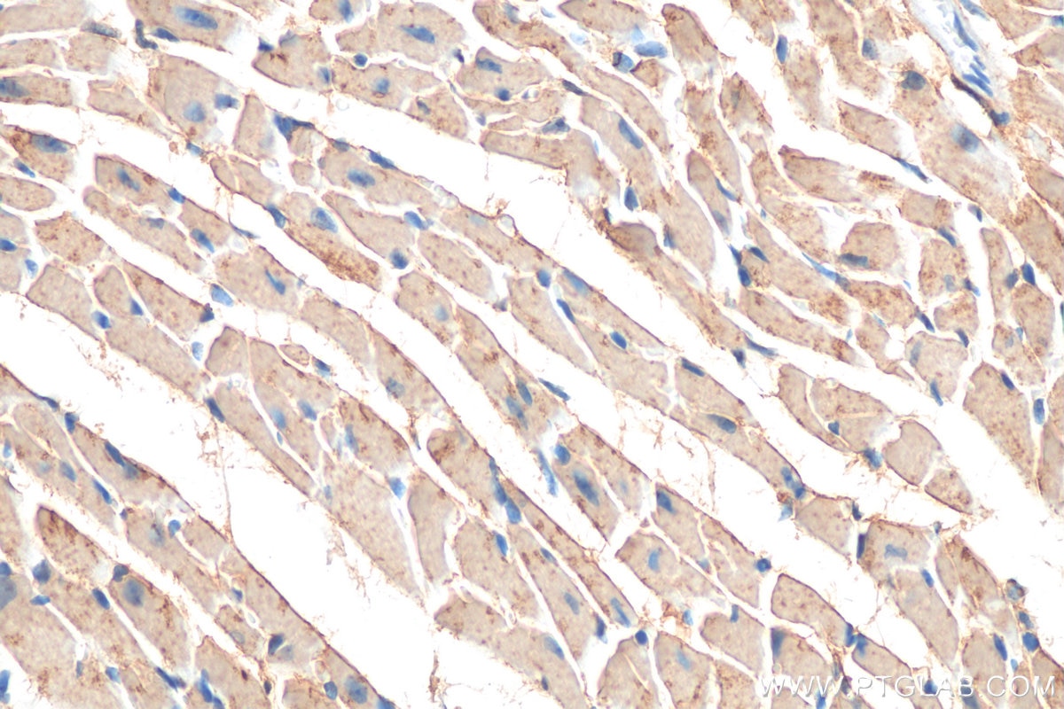Immunohistochemistry (IHC) staining of mouse heart tissue using MURC Polyclonal antibody (55464-1-AP)