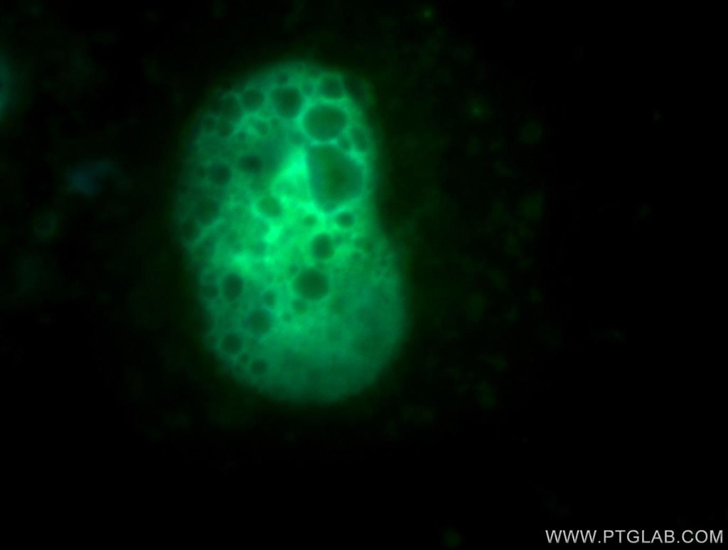 Immunofluorescence (IF) / fluorescent staining of MCF-7 cells using MUS81 Polyclonal antibody (11018-1-AP)