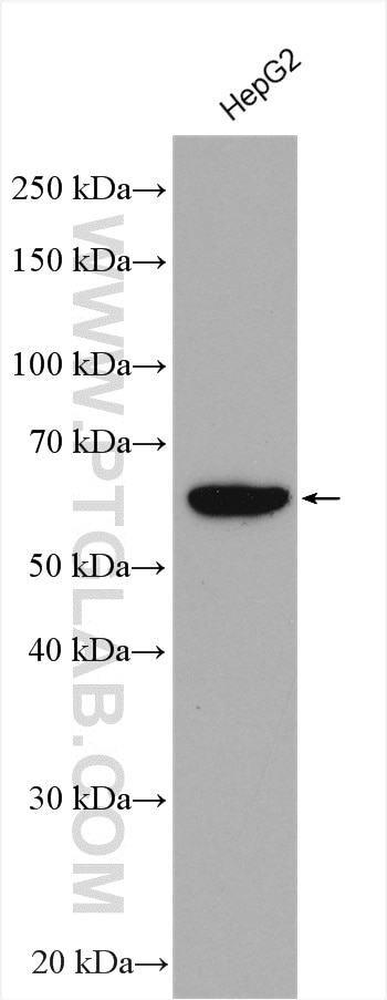 Western Blot (WB) analysis of various lysates using MUS81 Polyclonal antibody (11018-1-AP)