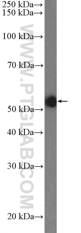 Western Blot (WB) analysis of NIH/3T3 cells using MUS81 Polyclonal antibody (11018-1-AP)